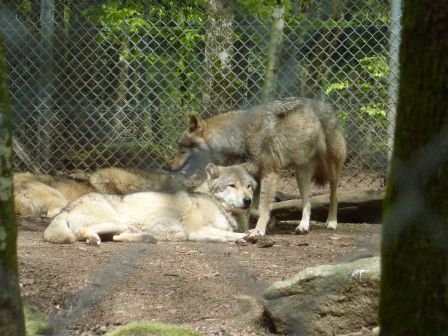 loups_Chabrieres27.jpg